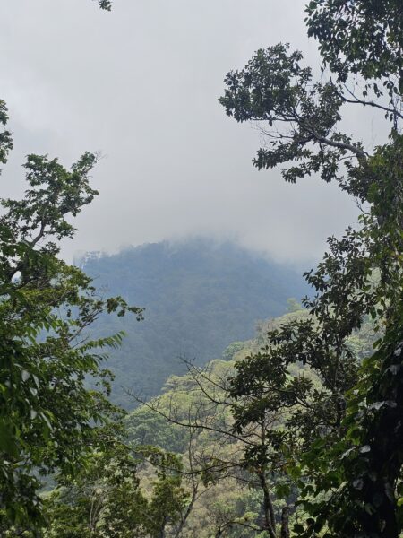 Finca de 180 cuerdas
