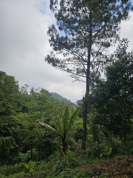 Finca de 180 cuerdas