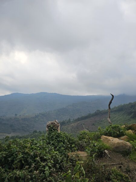 Finca de 180 cuerdas